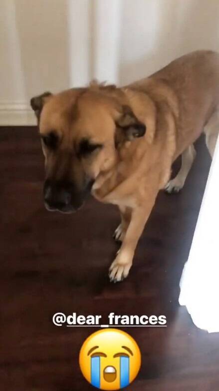 飼い主の靴を破壊した犬 申し訳なさそうな態度が可愛すぎ 17年12月日 エキサイトニュース