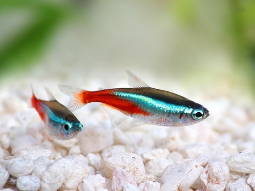 販売店で瀕死の熱帯魚をレスキュー 尾ビレがちぎれて悲惨な状態からゴージャスな姿に奇跡の回復 アメリカ 18年3月24日 エキサイトニュース