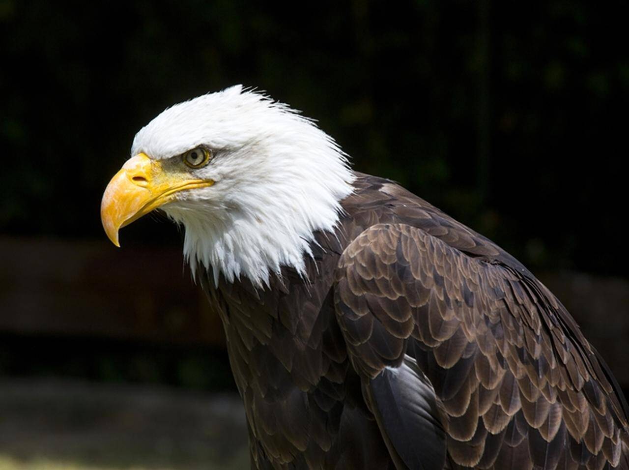 これぞ弱肉強食の世界 ワシvsキツネの争いが想像以上にハイレベル 18年6月3日 エキサイトニュース