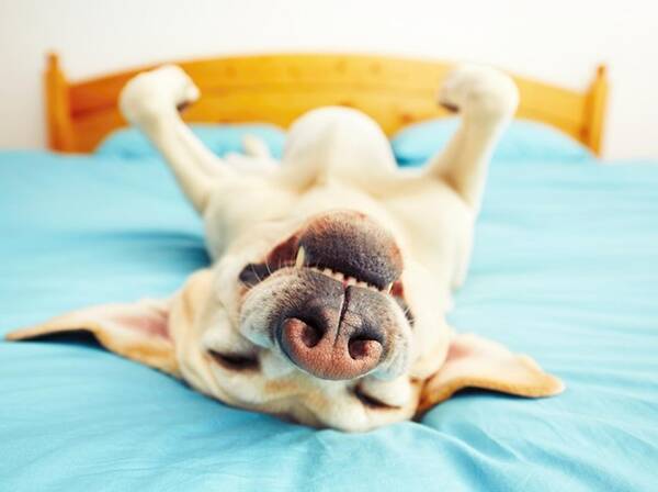 ハイキングに疲れた犬のために救助隊が出動 その姿が 王様のよう と話題 18年6月12日 エキサイトニュース