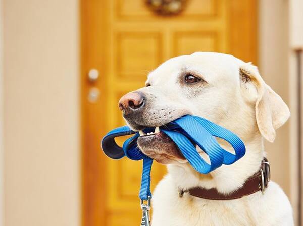 あるカフェの入り口で見つけた犬の 健気すぎる 姿が愛おしい 18年6月22日 エキサイトニュース