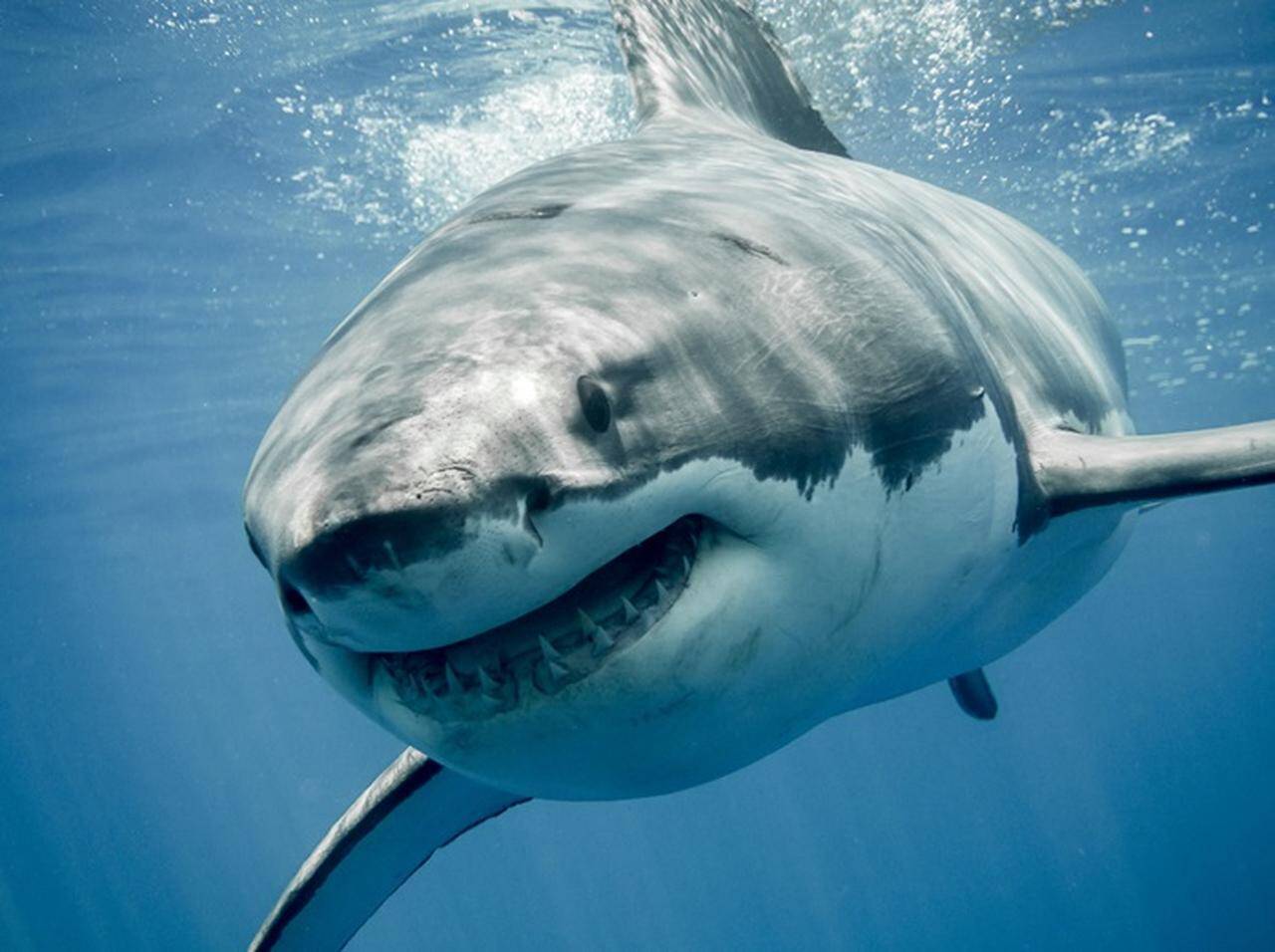 女性インスタグラマー Sns用写真を撮影中にサメに襲われる 写真あり 18年7月13日 エキサイトニュース