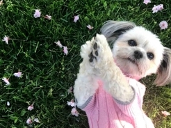 お父さんがお昼寝中にあるモノを見つけた犬 遊び道具だと思ってくわえてみたら コラ画像を超えたリアルに 18年9月19日 エキサイトニュース