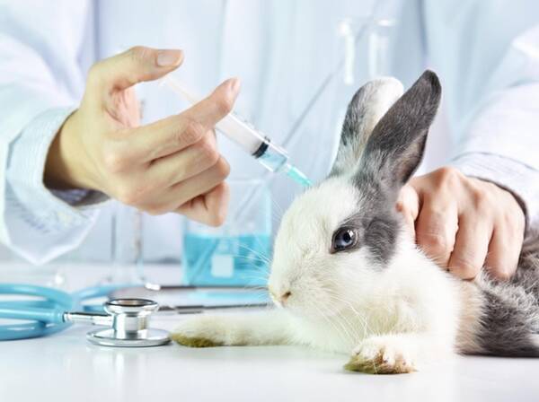 アメリカでは初 カリフォルニア州が動物実験した化粧品の販売を禁止 18年10月1日 エキサイトニュース