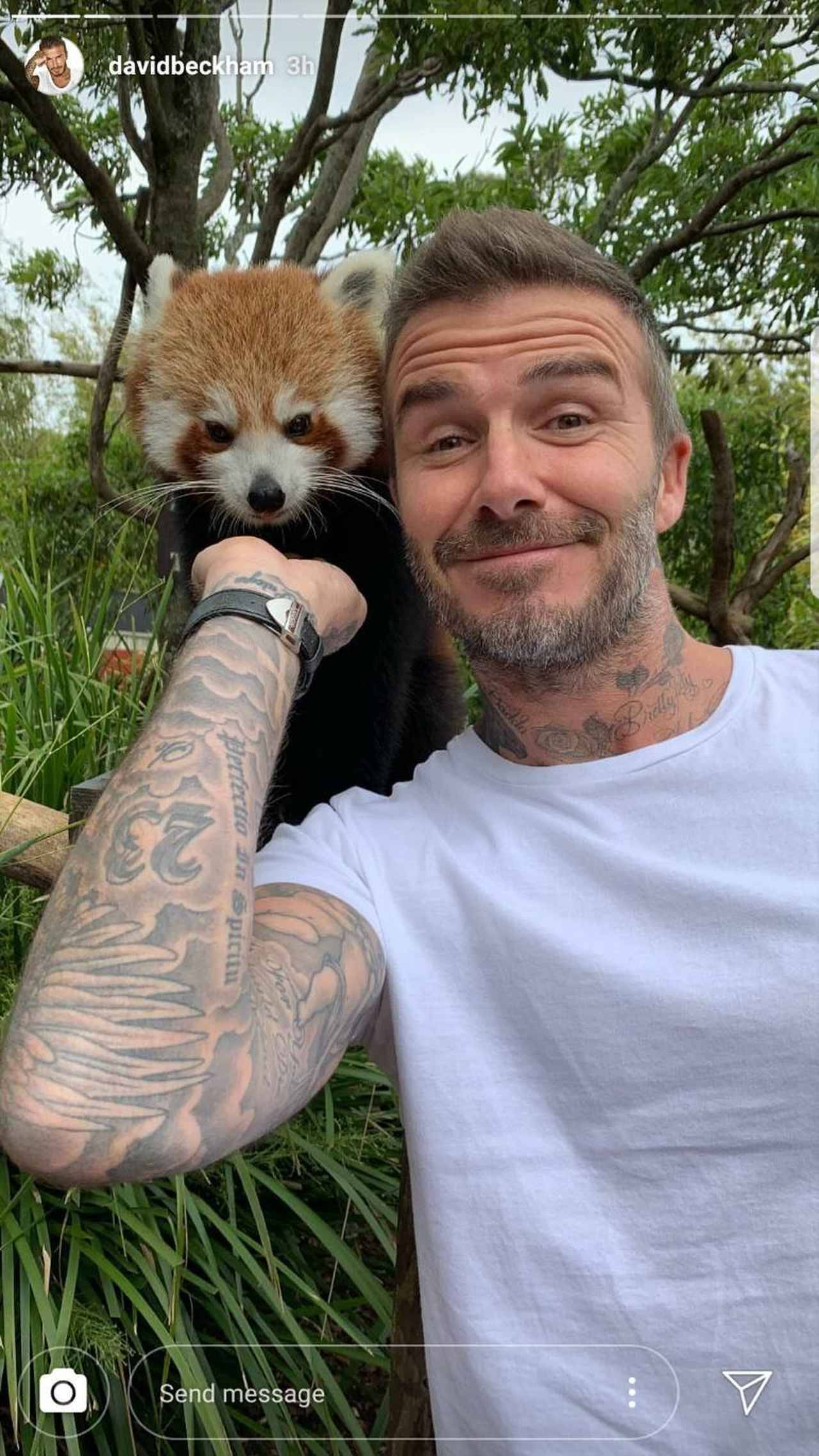 デビッド ベッカム イケメン 動物は無敵ということを証明 18年11月3日 エキサイトニュース