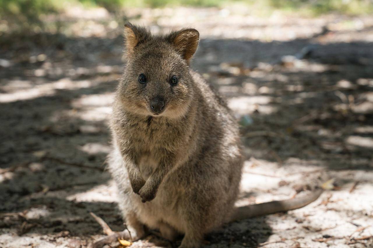 クリス ヘムズワース 世界一幸せな動物 との凸凹セルフィーが絶妙 19年3月17日 エキサイトニュース