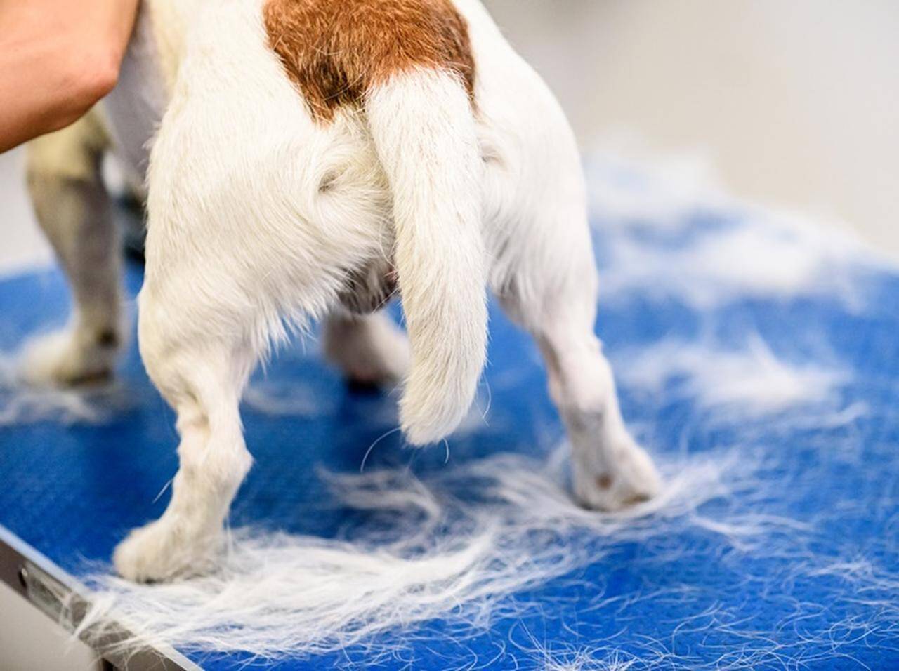 トリミングに出した愛犬が眉毛や耳などを勝手に染められる 19年8月25日 エキサイトニュース