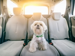 暑い車に放置された「犬」を救出！窓を破壊して判明した「犬の正体」にあ然