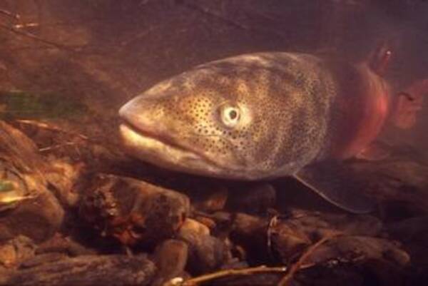 北海道大学　幻の魚「イトウ」の生息場所を水中DNA解析で推定