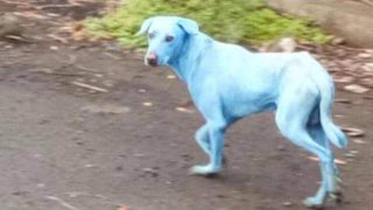 インドのムンバイで 青い犬が発見される 工場排水が原因か 17年8月18日 エキサイトニュース