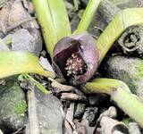 「2m超えのヘビの抜け殻が民家で発見された話など…2025年にユーザーが注目した福井県内のニュース3選　福井新聞ネット編集部調査第4弾」の画像1