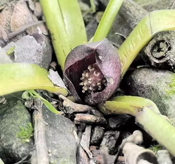 2m超えのヘビの抜け殻が民家で発見された話など…2025年にユーザーが注目した福井県内のニュース3選　福井新聞ネット編集部調査第4弾