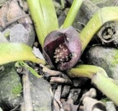 2m超えのヘビの抜け殻が民家で発見された話など…2025年にユーザーが注目した福井県内のニュース3選　福井新聞ネット編集部調査第4弾