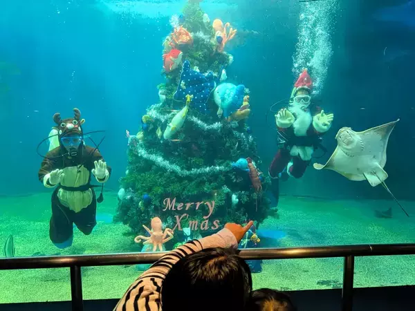 越前松島水族館の大水槽に巨大クリスマスツリー…「潜りのサンタ」も登場　福井県坂井市「昨年よりも豪華に」