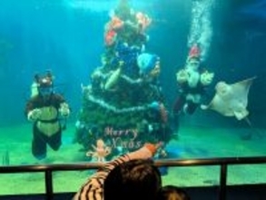 越前松島水族館の大水槽に巨大クリスマスツリー…「潜りのサンタ」も登場　福井県坂井市「昨年よりも豪華に」