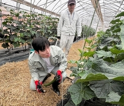 石田嵩人知事「現場実践」の第1弾…キュウリのハウスで収穫体験　「情報発信の課題見えた」　福井県