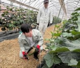石田嵩人知事「現場実践」の第1弾…キュウリのハウスで収穫体験　「情報発信の課題見えた」　福井県
