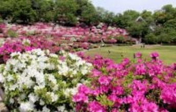 鯖江市西山公園つつじまつり、5月3日開幕　昨年混乱のシャトルバス、今年は3日間運行