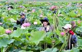 「旧盆を前に日本有数の花ハス生産地で初収穫　福井県南越前町南条地区　3万本の出荷見込む」の画像1