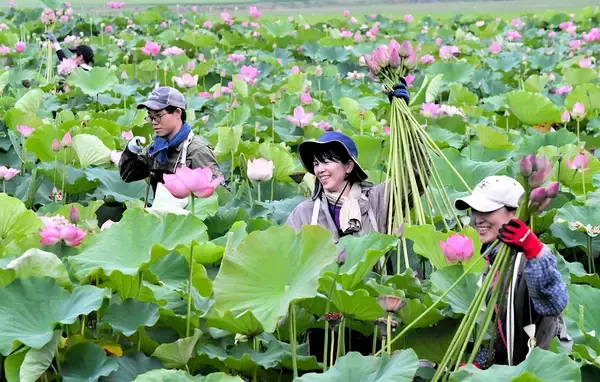 旧盆を前に日本有数の花ハス生産地で初収穫　福井県南越前町南条地区　3万本の出荷見込む