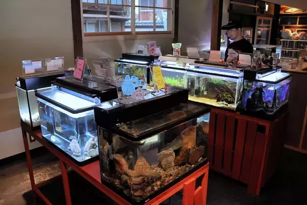 大学生が手がけた「水族館」5月1日オープン　空き家の古民家を改修、60種類展示　福井県小浜市