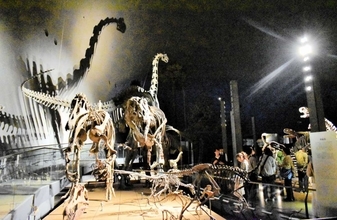 夜の恐竜博物館を貸し切り…即日完売の特別ツアー、家族連れら消灯された館内回る　展示室に骨の影くっきり
