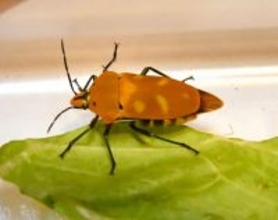 熱帯・亜熱帯にいる昆虫、福井県内で発見　大型カメムシ、市街地で