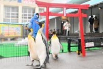 オウサマペンギンが「初詣」の特訓中…鳥居くぐり参道を行進　福井県の越前松島水族館