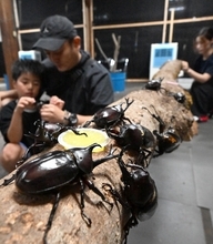 カブトムシ、クワガタと触れ合える施設、営業今季限り　福井県永平寺町のドリームビートル