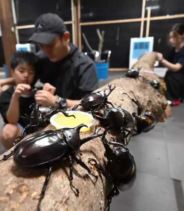 カブトムシ、クワガタと触れ合える施設、営業今季限り　福井県永平寺町のドリームビートル