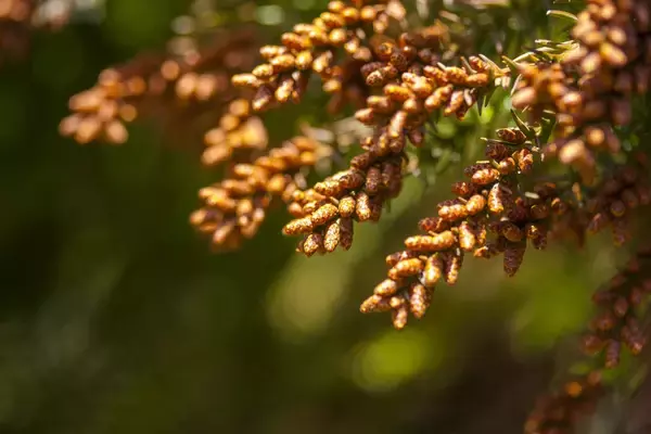 スギ花粉、福井でピーク期入り…いつまで続く見通し?　福井大学など発表、ヒノキ飛散は3月下旬から