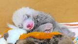 「ミルクごくごく、すやすや…レッサーパンダの双子誕生　福井県の鯖江市西山動物園、計10頭に」の画像1