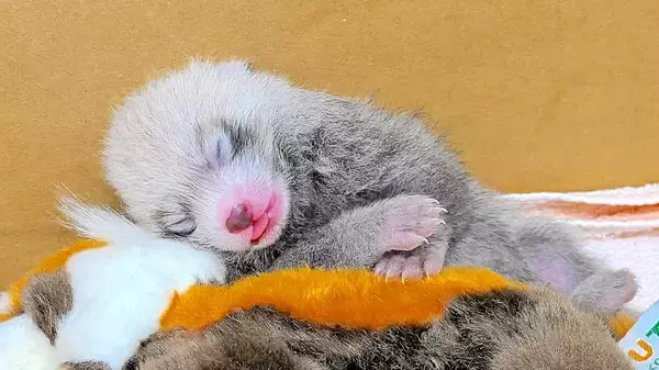 ミルクごくごく、すやすや…レッサーパンダの双子誕生　福井県の鯖江市西山動物園、計10頭に