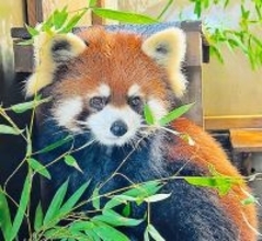 仙台のレッサーパンダ「アケビ」、福井県にお嫁入り　鯖江市西山動物園、雄の「かんた」と同居へ