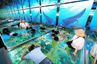 海の中にいるような没入感…展示施設リニューアル　福井県坂井市の越前松島水族館