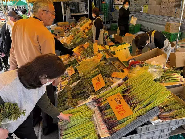 タラノメ、コゴミ…旬の山菜求め多くの客　五平餅や干物も　福井県大野市でフードピア開幕