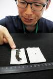 「恐竜の骨化石、福井県大野市で初発見　歯化石発掘から30年「ようやく出た」　7月18日開幕の企画展で公開」の画像1