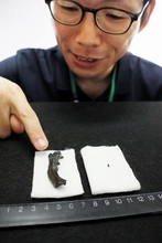 恐竜の骨化石、福井県大野市で初発見　歯化石発掘から30年「ようやく出た」　7月18日開幕の企画展で公開