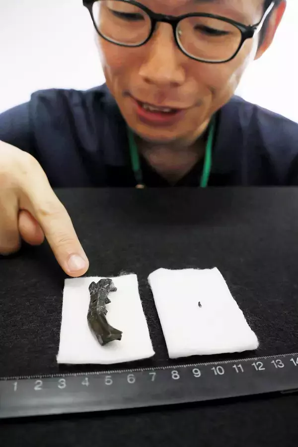 恐竜の骨化石、福井県大野市で初発見　歯化石発掘から30年「ようやく出た」　7月18日開幕の企画展で公開