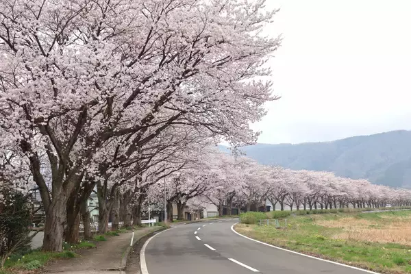 桜満開の福井県、きょう4日は暴風の恐れ　5日の天気予報は花見日和？