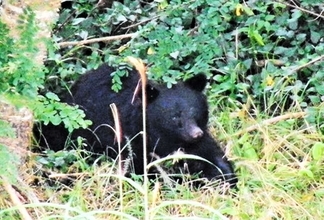 国道付近の住宅近くにクマ…1発発砲し成獣を駆除　福井県内2市目「緊急銃猟」、おりには幼獣2頭
