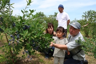 観光農園の新たな看板商品に、ブルーベリー狩りスタート　8月上旬まで　福井県あわら市