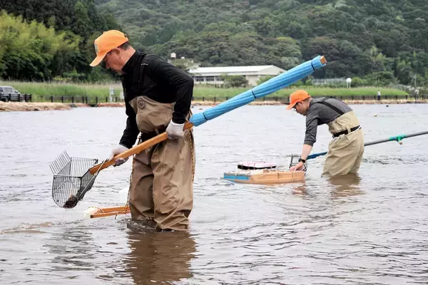 江戸時代から続く伝統漁法のシジミ漁ピンチ　福井県美浜町の久々子湖、漁獲量が激減