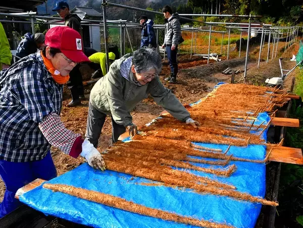 強い粘り、出来栄え上々…特産ジネンジョの初物次々と収穫　11月23日、福井県おおい町で「祭り」