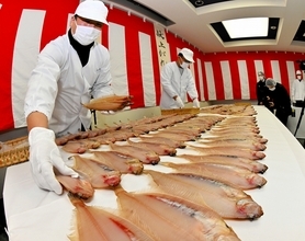 透明感あるあめ色…冬の味覚「若狭かれい」皇室献上へ厳選　福井県小浜市