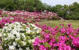「西山公園つつじまつり合わせ福井鉄道が500円で1日乗り放題きっぷ　5月3日～5日、福井県鯖江市」の画像1