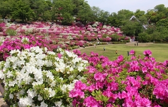 西山公園つつじまつり合わせ福井鉄道が500円で1日乗り放題きっぷ　5月3日～5日、福井県鯖江市