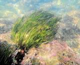 「準絶滅危惧種の海草・エビアマモの群生、福井県の沿岸部で確認　県立大教授「ブルーカーボン研究の切り札に」」の画像1