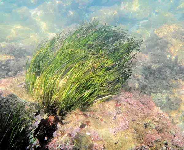準絶滅危惧種の海草・エビアマモの群生、福井県の沿岸部で確認　県立大教授「ブルーカーボン研究の切り札に」