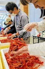 ふくい甘えび漁が解禁、5月10日に「詰め放題」イベント　福井県の三国港市場、毎週日曜の朝市でも